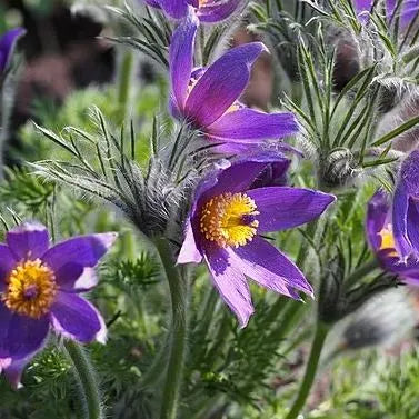 Seltene Samen Pulsatilla Vulgaris Violet 20 Samen