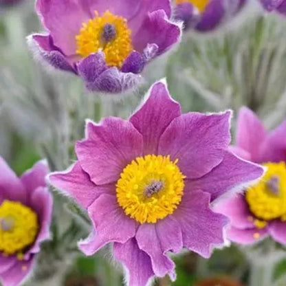 Seltene Samen Pulsatilla Vulgaris Violet 20 Samen