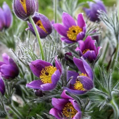 RARE SAMEN PULSATILLA VULGARIS VIOLETT 20 SAMEN