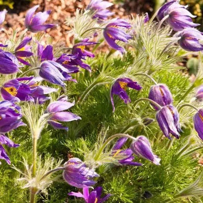 RARE SAMEN PULSATILLA VULGARIS VIOLETT 20 SAMEN