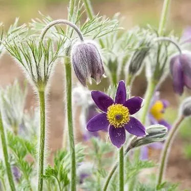 RARE SAMEN PULSATILLA VULGARIS VIOLETT 20 SAMEN