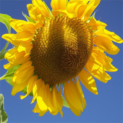 Sonnenblumenmammut