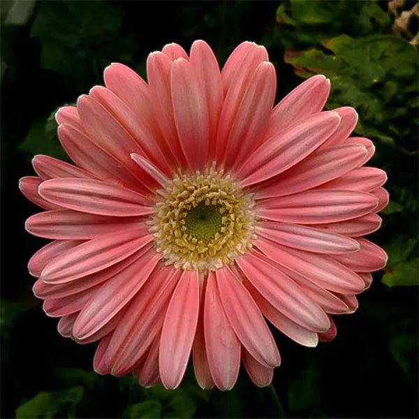 Pfirsichrosa Gerbera Blumensamen, Sonnenblume