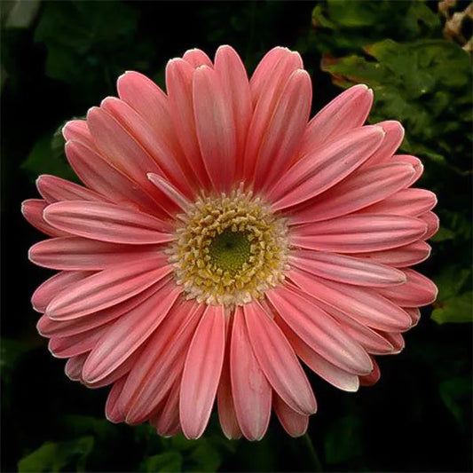 Pfirsichrosa Gerbera Blumensamen, Sonnenblume