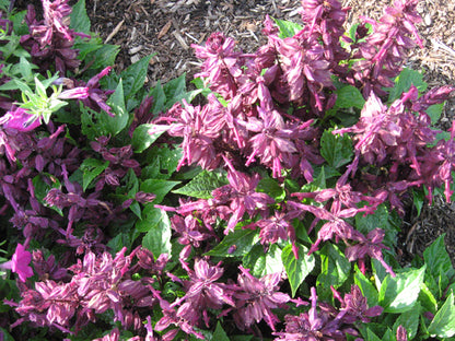 Salvia Splendens Zierblumensamen