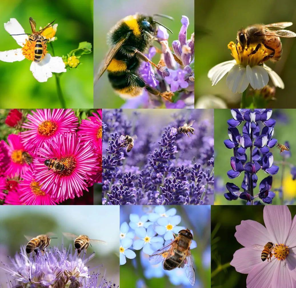 SPEICHERE BIENEN-WILDBLUMEN-SAMMELSERIE - REINE NICHT-GVO-BLUMENSAMEN