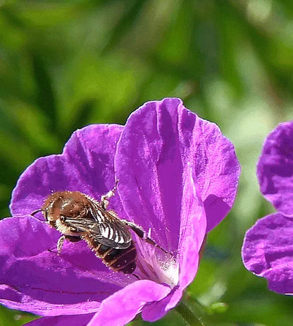 SPEICHERE BIENEN-WILDBLUMEN-SAMMELSERIE - REINE NICHT-GVO-BLUMENSAMEN