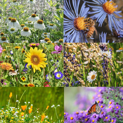 SPEICHERE BIENEN-WILDBLUMEN-SAMMELSERIE - REINE NICHT-GVO-BLUMENSAMEN