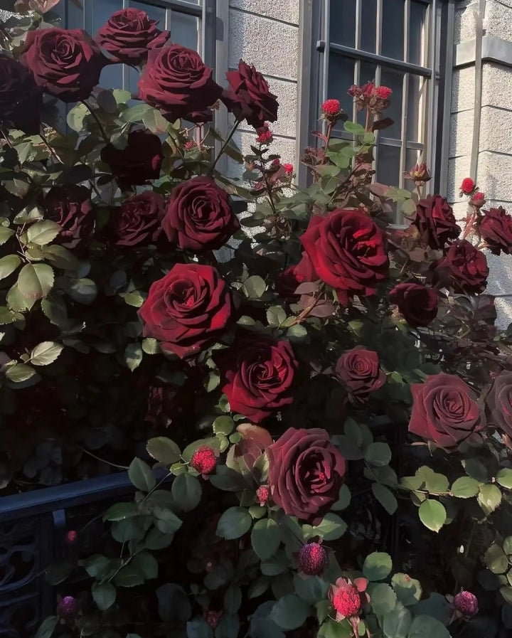 Schwarze Baccara - Wahre Blut-Hybrid-Tee-Rosenblumensamen 🌹🖤