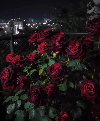 Schwarze Baccara - Wahre Blut-Hybrid-Tee-Rosenblumensamen 🌹🖤