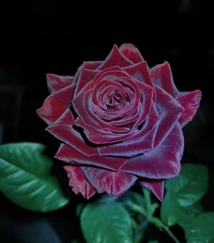 Schwarze Baccara - Wahre Blut-Hybrid-Tee-Rosenblumensamen 🌹🖤