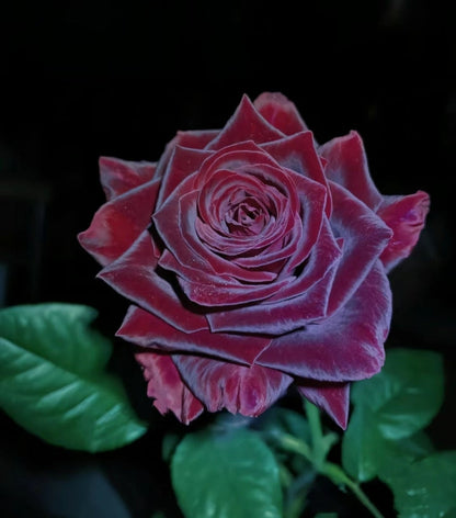 Schwarze Baccara - Wahre Blut-Hybrid-Tee-Rosenblumensamen 🌹🖤