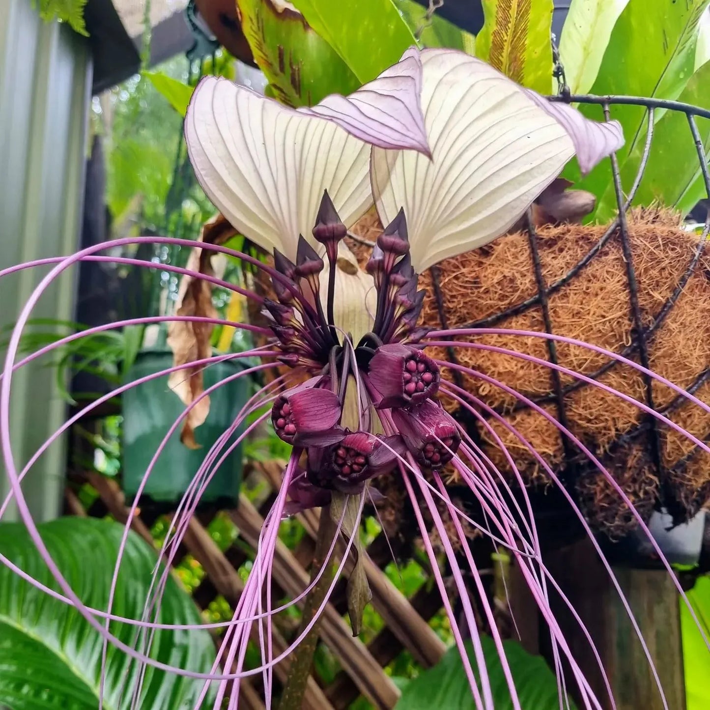 SELTENE EXOTISCHE WEISSE FLEDERMAUSBLUM