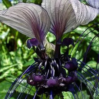 SELTENE EXOTISCHE WEISSE FLEDERMAUSBLUM