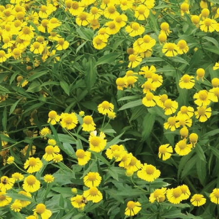 Gelbe Helenium-Sneezeweed-Blumensamen