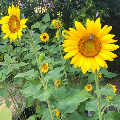 Hohe Sonnenblumen nach Höhe