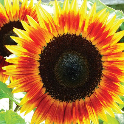 "Sonnenblume, Feuerfänger" übersetzt werden