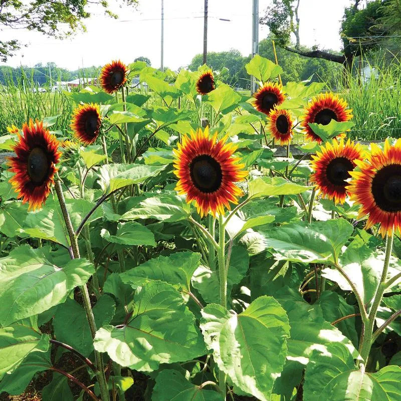 "Sonnenblume, Feuerfänger" übersetzt werden