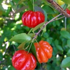 Chinesische Zierpaprika-Samen, bunte Mischung - Ein farbenfrohes Schauspiel für Ihren Garten! 🌶️🌈🌱