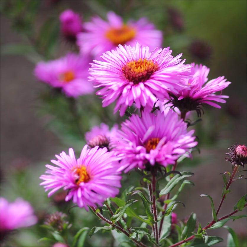 Rosa Aster 50 Samen