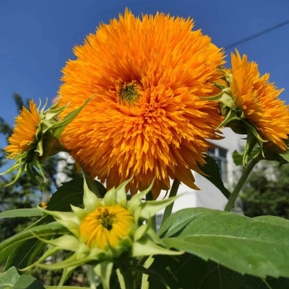 🧸Plüsch-Teddybär🌻Sonnenblumensamen