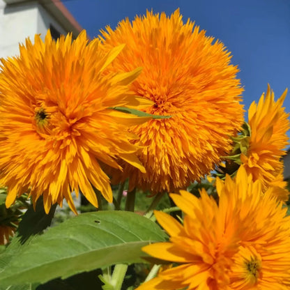 🧸Plüsch-Teddybär🌻Sonnenblumensamen