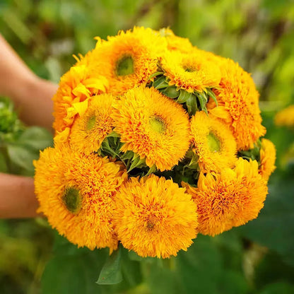 🧸Plüsch-Teddybär🌻Sonnenblumensamen