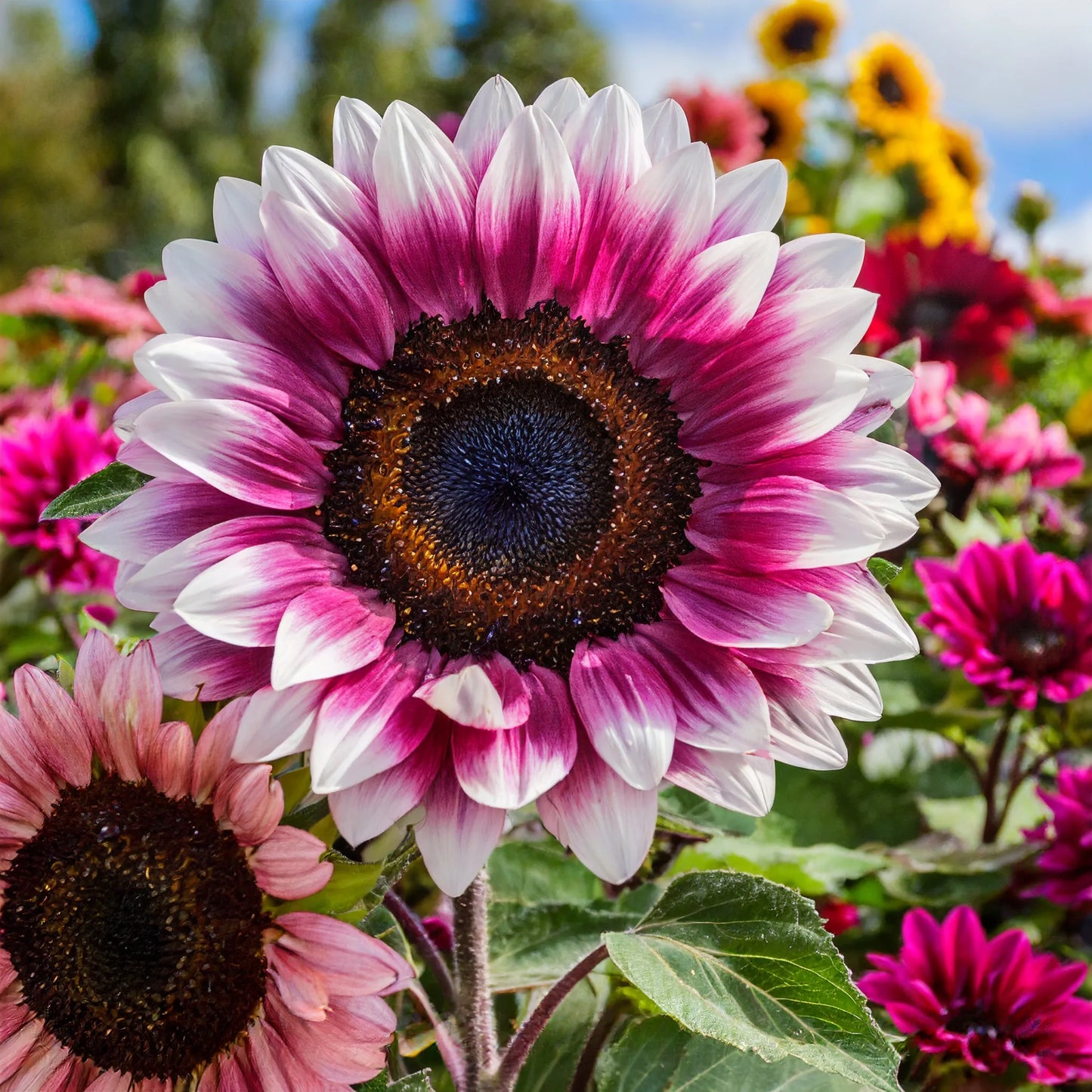 100 Stück erdbeerblonde Hybrid-Sonnenblumenkerne