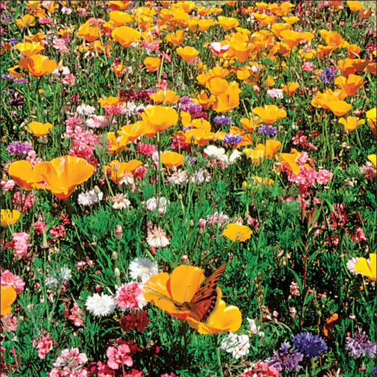 Sunny Meadow Flower Mix Streubeutel für Wildblumensamen