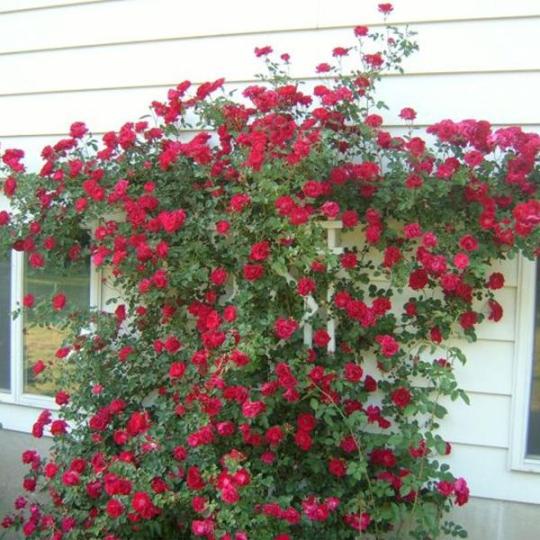 Alitissimo Kletterrosensamen: Erhabene Eleganz für Ihren Garten! 🌹