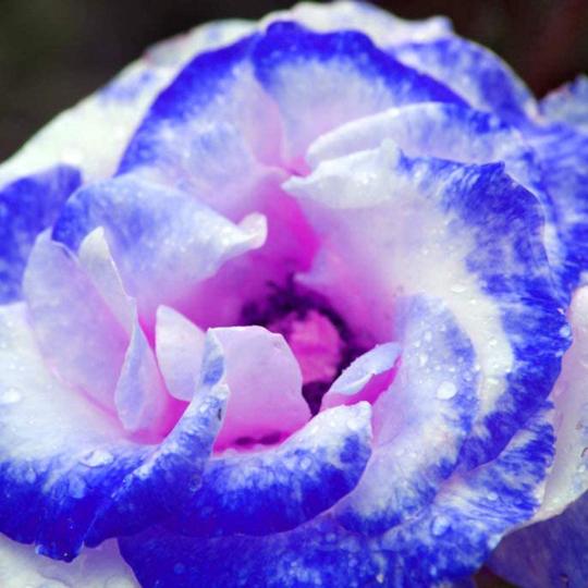 Seltene Tasche Blau Rosa Rose Samen - Verführerisch duftende Pflanzen und blühende Schönheit! 🌹💙💖