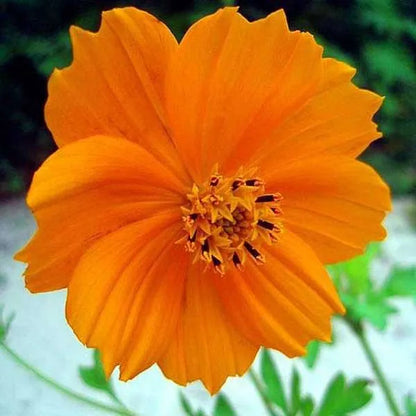 Cosmos Orange - Desi Blumensamen