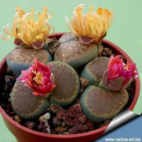 Lebende Steine Samen (Lithops-Arten-Mix) - Das Anbauen von Kakteen / SUKKULENTEN macht Spaß und ist lohnend! - Mehrjährig