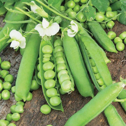 Bio-Erbsen Karina - Frische Vielfalt aus biologischem Anbau! 🌱🌿