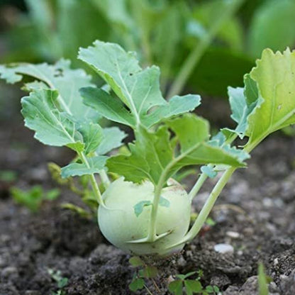 Kohlrabi Korist Samen - Ein Knackiger und Geschmacksintensiver Kohlrabi für Ihren Garten! 🌱🥦