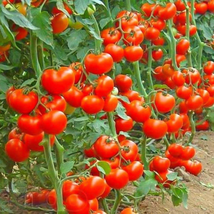 🌱🌱Seltene Bio-Sweet Million Tomatenbaum-Samen💥