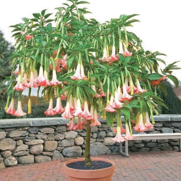 50 Stück/Beutel Datura Brugmansia Samen Topfpflanze Bonsai Trompeten Engel Blumensamen