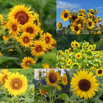 Mehrblütige Sonnenblumensamen