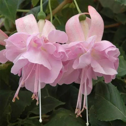 Hängende Glocken-Begonienblumensamen - verschiedene Farben erhältlich