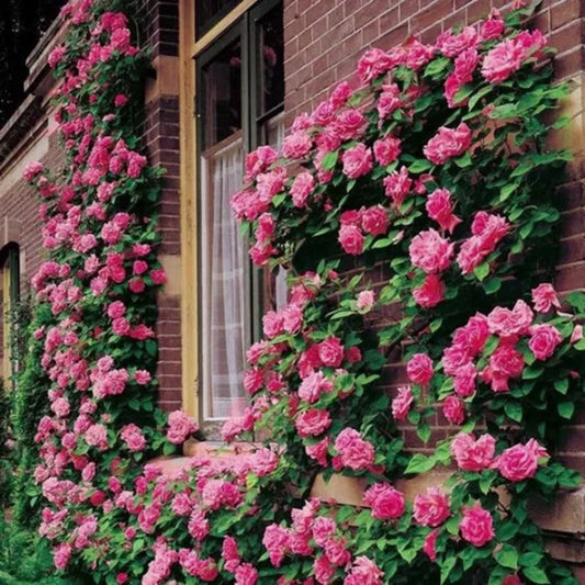 Zarte Pink Lady Rose Climbing Samen - Verwöhnen Sie Ihren Garten mit einer Prise Romantik! 🌹💖