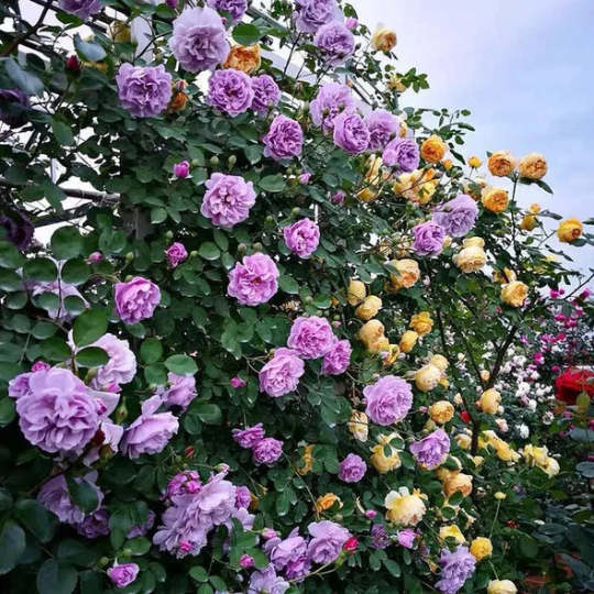 🌹✨ Kletterrosen-Samen - Ein Hauch von Romantik im Garten ✨🌹