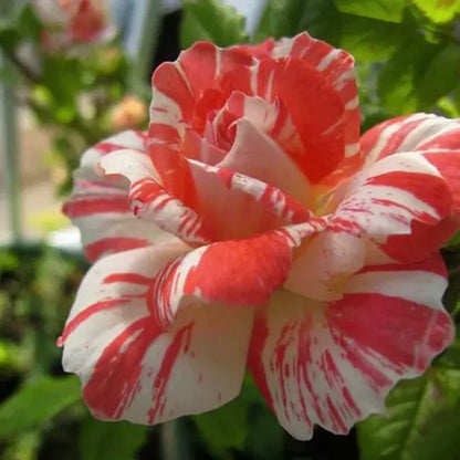 Orangeweiße Rosen Samen - Ein Hauch von Eleganz und Frische 🌹🧡