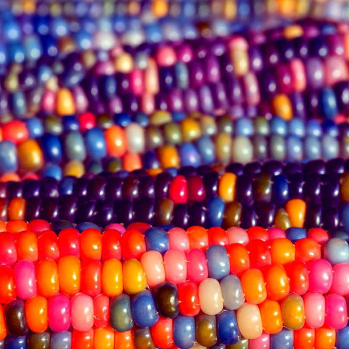 Rainbow Glass Gem Mais Samen - Eine Bunte und Faszinierende Ergänzung für Ihren Garten! 🌽🌈