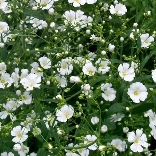 100 Stück Gypsophila-Samen, Baby's Breath Gypsophila