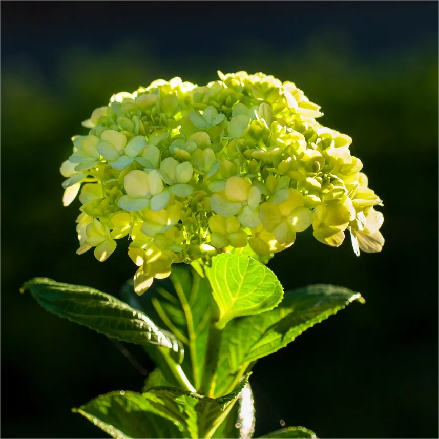 🔥Heißer Verkauf🔥 Hortensiensamen-Bonsai-Blumensamen 20/50/100 Stück 💐