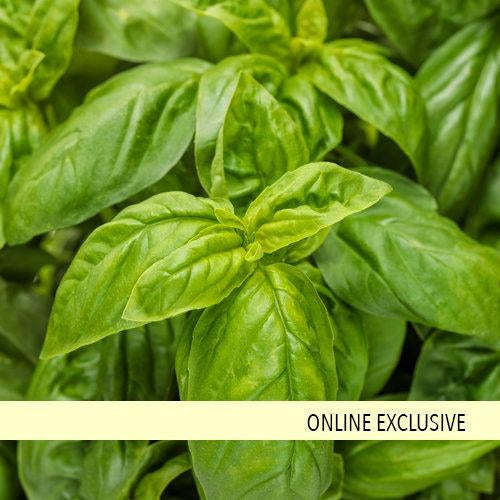 Pesto Besto Sweet Italian Basil - Der König des Pesto! 🌿🍝