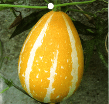 Seltene und exotische Kürbissamen - Erwecken Sie Ihre Gartenwelt mit einzigartiger Vielfalt! 🎃🌿🌍