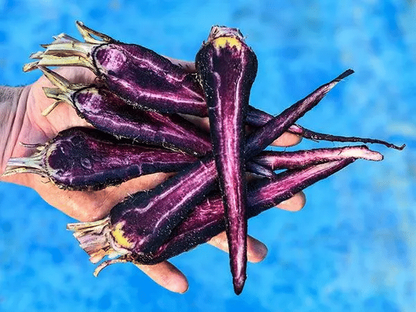 PUSA ASITA BLACK CARROT Samen - Genießen Sie das Besondere mit schwarzen Karottensamen! 🥕🖤