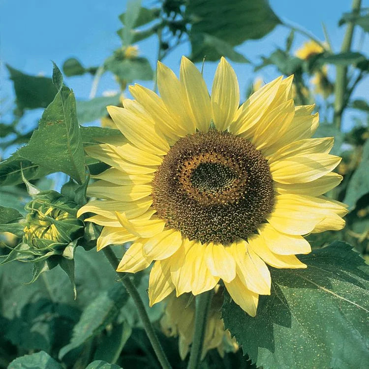 Sonnenblume, Bio-Zitronenkönigin