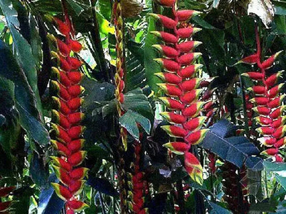 HELICONIA ROSTRATA PFLANZENSAMEN